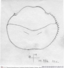 Historische Skizze/Zeichnung von Cyclothyreus divaricatus (Schweitzer & Feldmann, 2009) (NHMW-AFW-GEO-BACHMAYER-FOTO-1990-0041-0776)